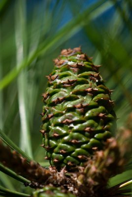 Pinus jeffreyi - borovice Jeffreyova - šiška